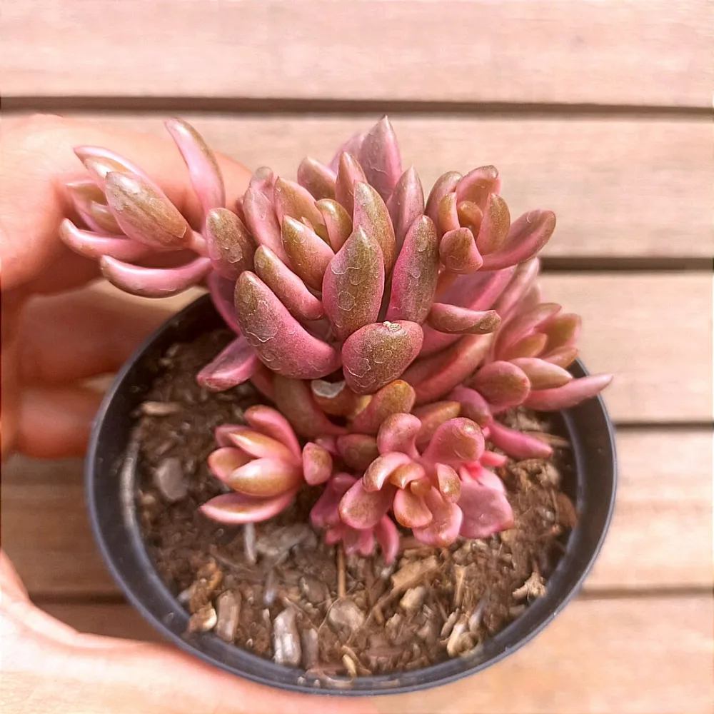 Lenophyllum 