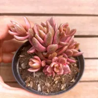 Lenophyllum 'Chocolat and Strawberry' (vaso9)