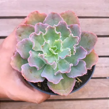 Echeveria 