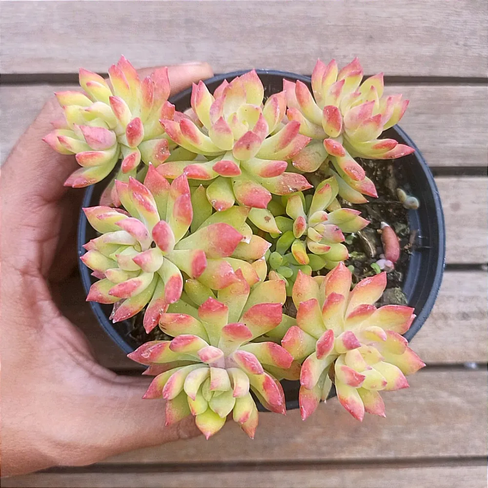 Sedum cuspidatum (vaso9)