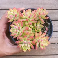 Sedum cuspidatum (vaso9)