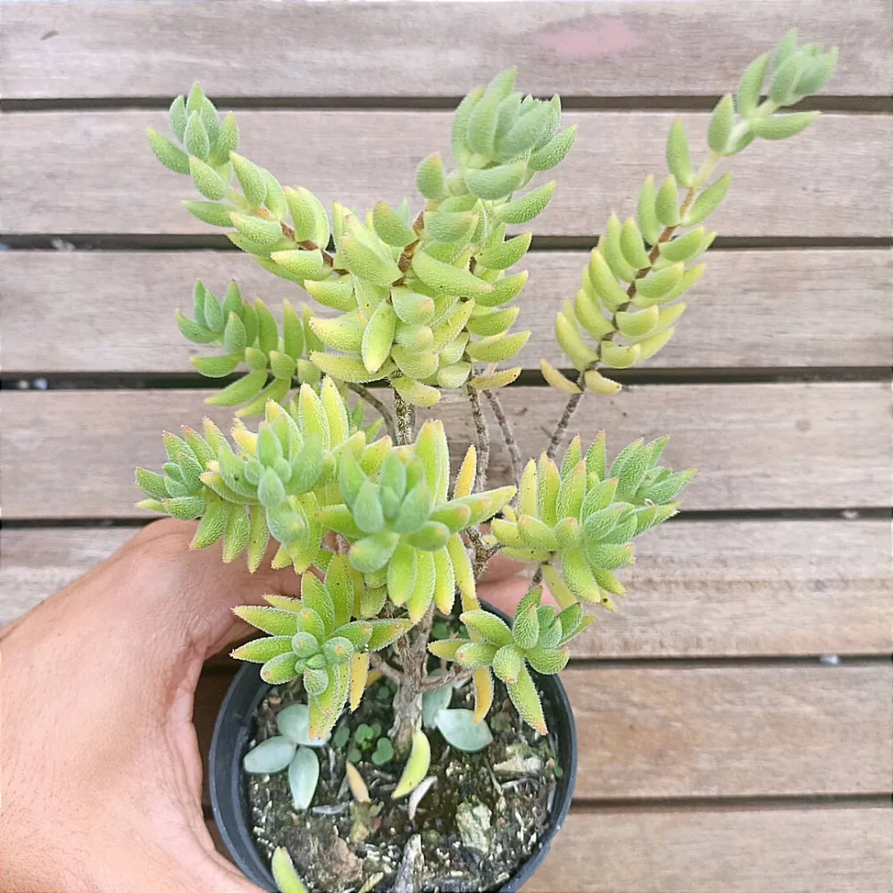 Crassula mesembryanthemoides (única - vaso9)