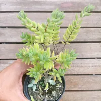 Crassula mesembryanthemoides (única - vaso9)