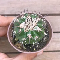 Discocactus pugionacanthus (vaso7)