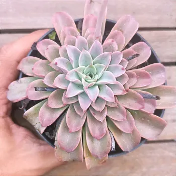 Echeveria 