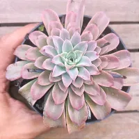 Echeveria 'Fantastic Fontain' (vaso11)