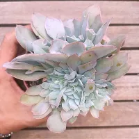 Echeveria 'Pink Trumpet' cristata (vaso11) - Foto 2