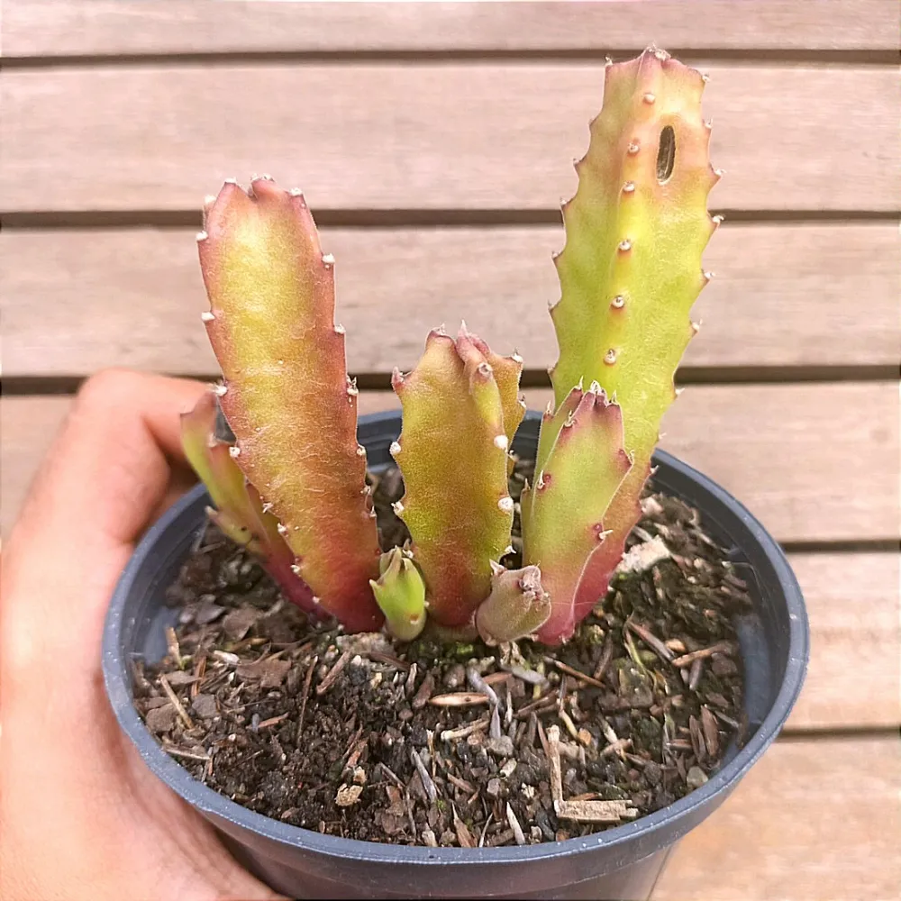 Stapelia híbrida semente (ainda não floriu - vaso11)