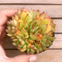 Echeveria 'Red Tips' (colônia - vaso9)