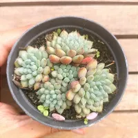 Echeveria setosa v. rundelli (colônia única - vaso9)