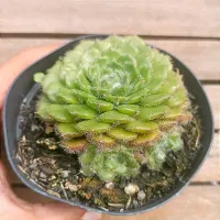 Echeveria  setosa var. ciliata (vaso11) - Foto 2