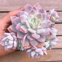 Graptoveria 'Milky Way' (colônia - vaso11)