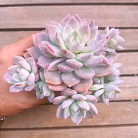 Graptoveria 'Milky Way' (colônia - vaso11) - Foto 2