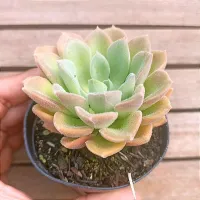 Echeveria 'Paula' variedade (vaso9)