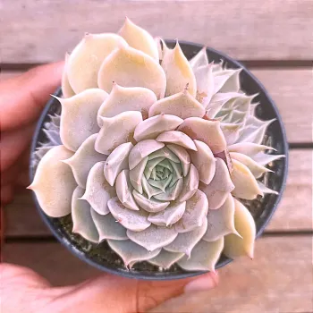 Echeveria 