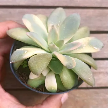 Echeveria carnicolor variegata (vaso11)