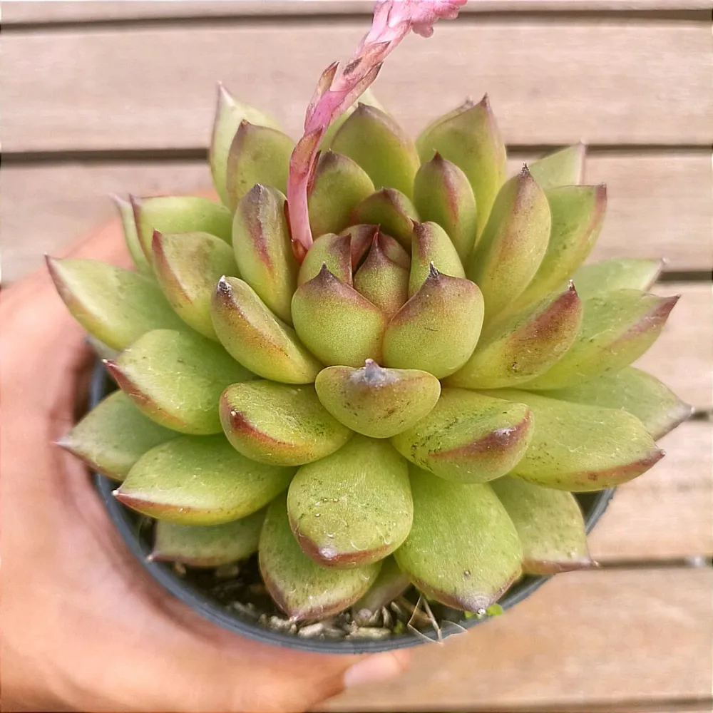 Echeveria agavoides 