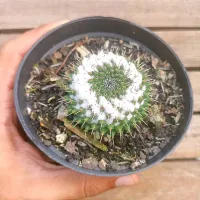 Mammillaria orcurtii (vaso11)