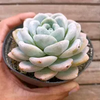 Echeveria 'Jade Butterfly' G (vaso11)