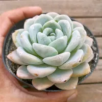 Echeveria 'Jade Butterfly' G (vaso11) - Foto 2