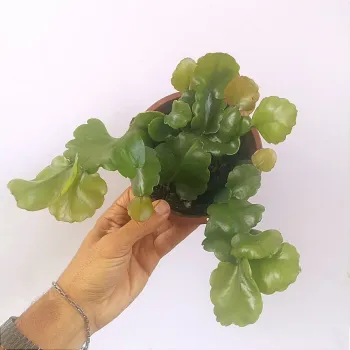 Rhipsalis crispata (cuia13)