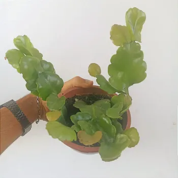 Rhipsalis crispata (cuia13) - Foto 2