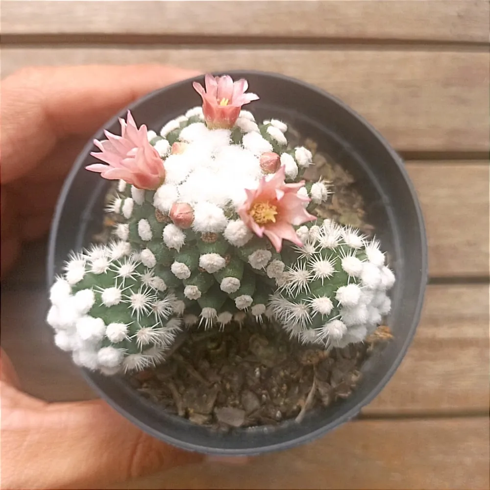 Mammillaria gracilis cv. arizona snowcap (vaso7) Imagem