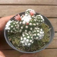 Mammillaria gracilis cv. arizona snowcap (vaso7) - Foto 2