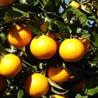 Óleo Essencial de LARANJA DOCE   - Foto 2