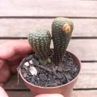 Frailea pygmaea (vaso7) - Foto 2