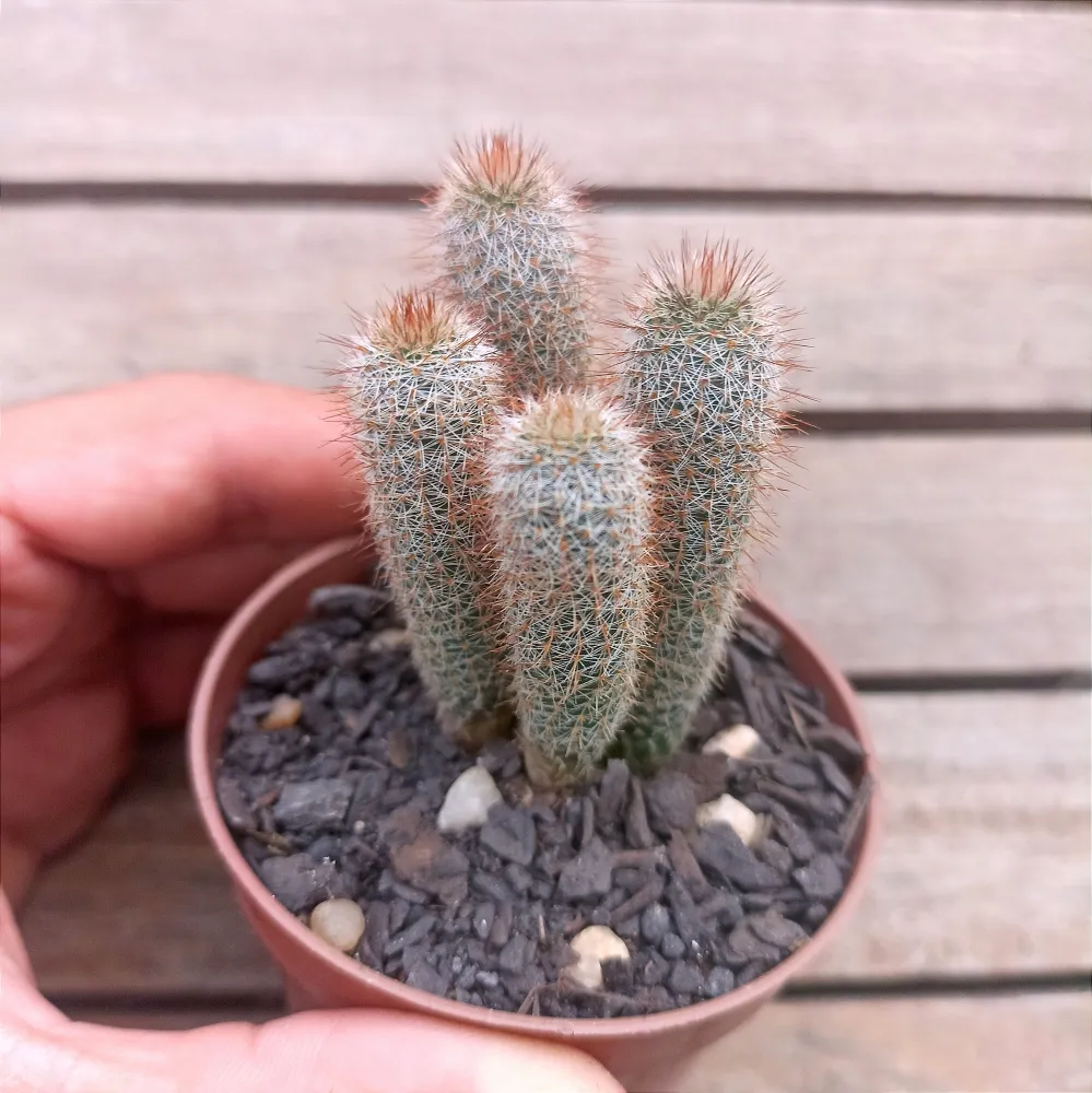 Frailea buiningiana (colônia - vaso7)