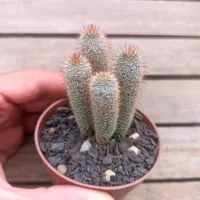 Frailea buiningiana (colônia - vaso7)