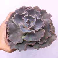 Echeveria 'Nebula' (vaso15)