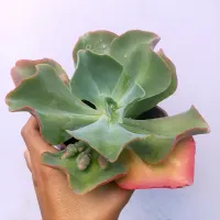 Echeveria 'Anjo Caído' (vaso15)