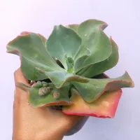 Echeveria 'Anjo Caído' (vaso15) - Foto 2