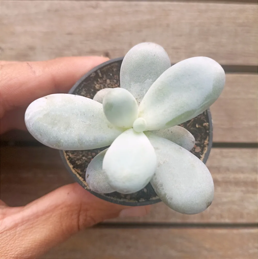 Pachyphytum oviferum (vaso6)