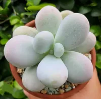 Pachyphytum oviferum (vaso6) - Foto 2