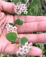 Hoya nummularioides (perfume de mel - vaso9) - Foto 5