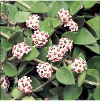 Hoya nummularioides (perfume de mel - vaso9) - Foto 3