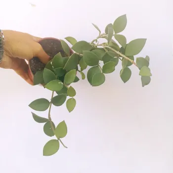 Hoya nummularioides (perfume de mel - vaso9) - Foto 2