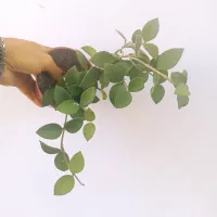Hoya nummularioides (perfume de mel - vaso9) - Foto 2