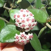 Hoya nummularioides (perfume de mel - vaso9) - Foto 4