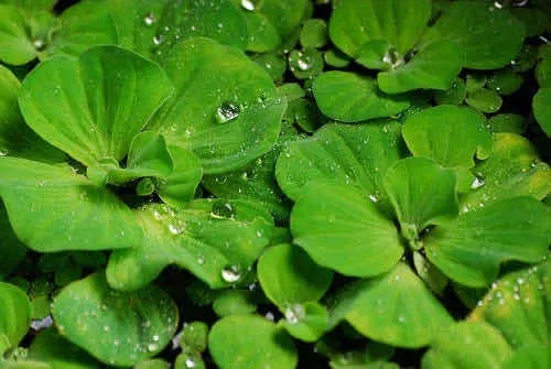 Alface D'água, Erva-de-santa-luzia - Pistia Stratiotes Imagem