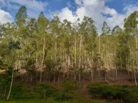 Vende-se Fazendinha na região de Santana dos Montes/MG. - Foto 16