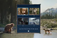 DVD O CHAMADO DA FLORESTA - HARRISON FORD - Foto 3