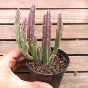 Stapelia leendertziae (vaso11) - Foto 2