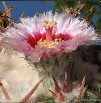 Echinocactus texensis (vaso9) - Foto 2