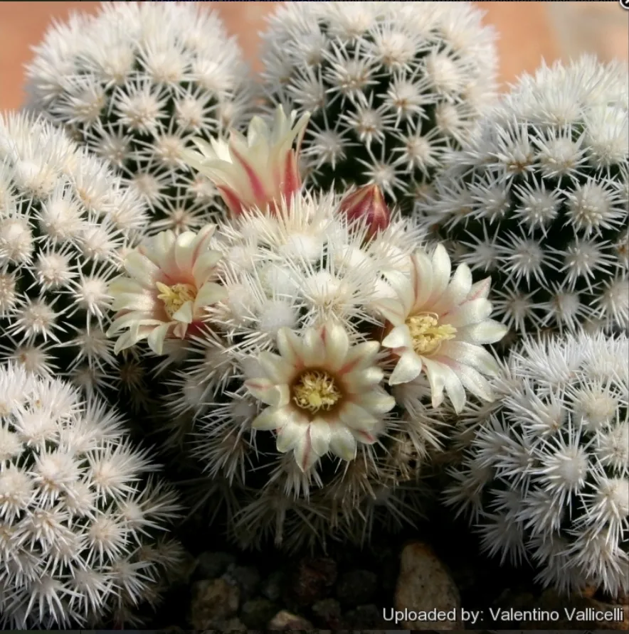 Mammillaria gracilis cv Buenavista (vaso7)
