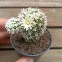 Mammillaria gracilis cv Buenavista (vaso7) - Foto 2