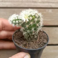 Mammillaria gracilis cv Buenavista (vaso7) - Foto 3